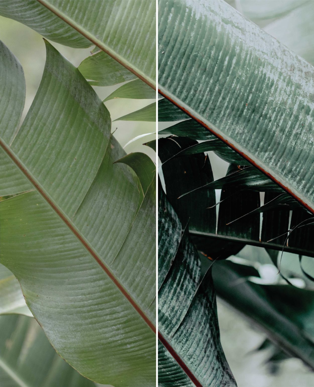 Rainforest Preset - Image 3