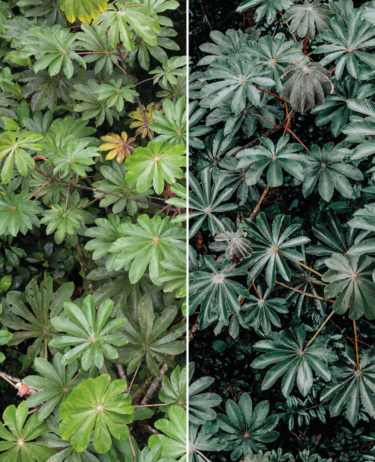 Rainforest Preset - Image 4